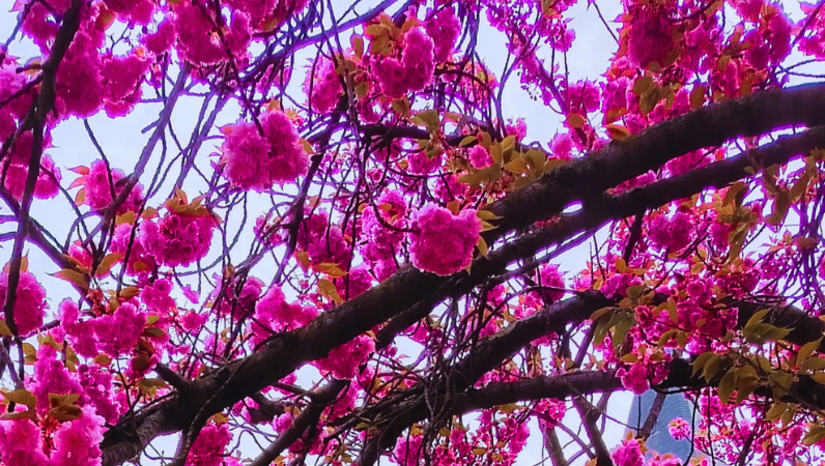 BUONA PASQUA!