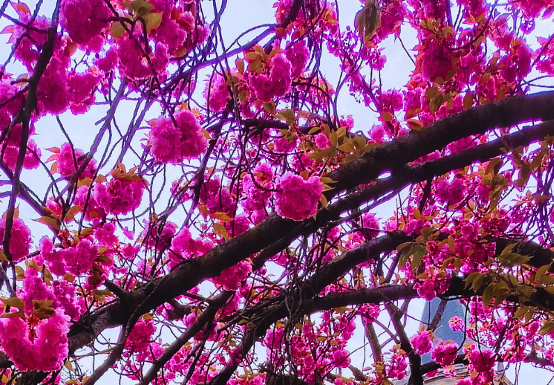 BUONA PASQUA!